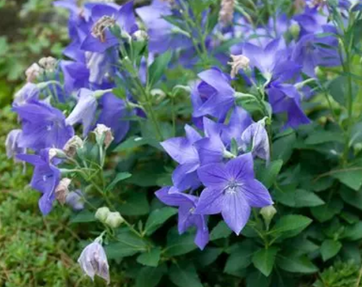 重组药物蛋白和中药生物碱协同抗肿瘤