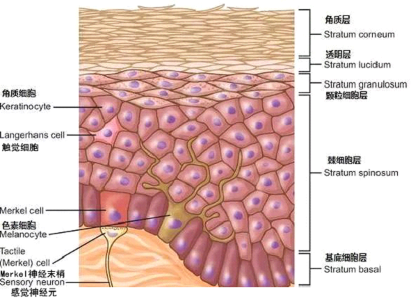 孚立美乳膏是如何淡化皮肤色素的？